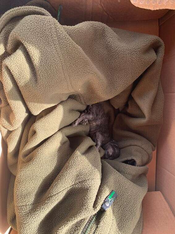 החתול הצעיר // צילום: דוברות המשטרה